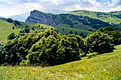 Monte Baldo (Trentino) - declivi a pascolo interrotti da isolati alberi. 